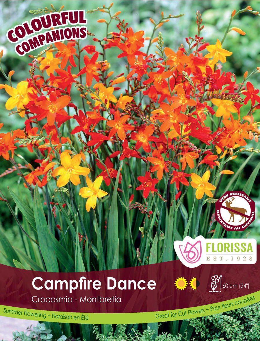 Crocosmia ‘Campfire Dance’ (<em>Crocosmia × crocosmiiflora</em>)