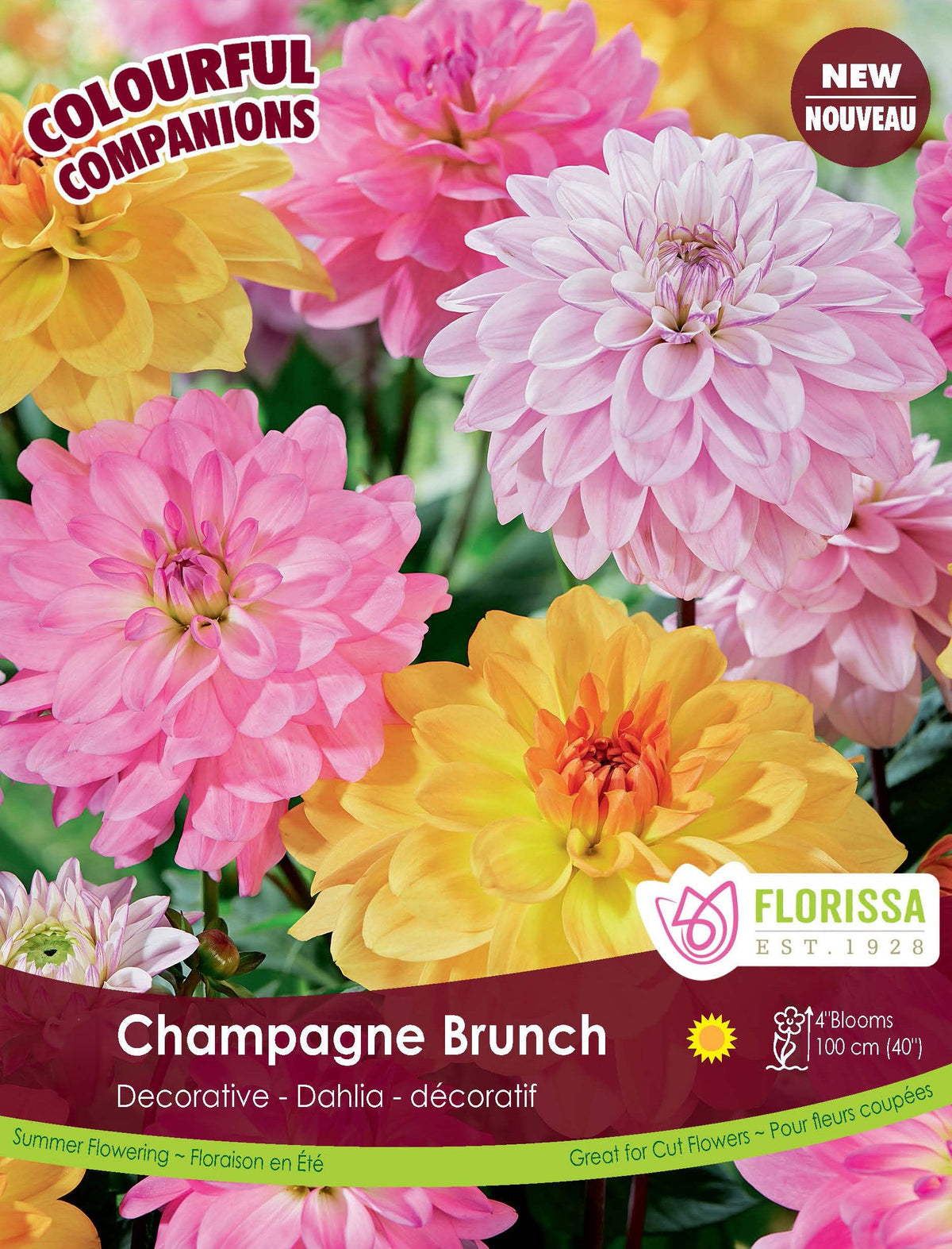 Composition de dahlias ‘Champagne Brunch’ ( Dahlia ) : des dahlias doubles roses, mauves et jaunes. Le visuel Florissa présente la plante et son nom dans la partie inférieure de l’étiquette. La photographie occupe presque toute la surface, tandis que le bandeau du bas rassemble les indications du produit. Cette vue permet de reconnaître son apparence et de distinguer la variété présentée.