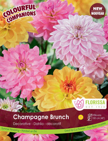 Composition de dahlias ‘Champagne Brunch’ ( Dahlia ) : des dahlias doubles roses, mauves et jaunes. Le visuel Florissa présente la plante et son nom dans la partie inférieure de l’étiquette. La photographie occupe presque toute la surface, tandis que le bandeau du bas rassemble les indications du produit. Cette vue permet de reconnaître son apparence et de distinguer la variété présentée.