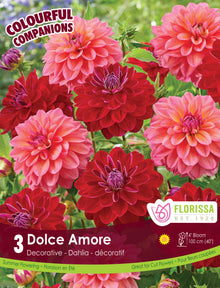 Composition de dahlias ‘Dolce Amore’ ( Dahlia Mix) : des dahlias doubles rouge sombre et rose corail. Le visuel Florissa présente la plante et son nom dans la partie inférieure de l’étiquette. La photographie occupe presque toute la surface, tandis que le bandeau du bas rassemble les indications du produit. Cette vue permet de reconnaître son apparence et de distinguer la variété présentée.