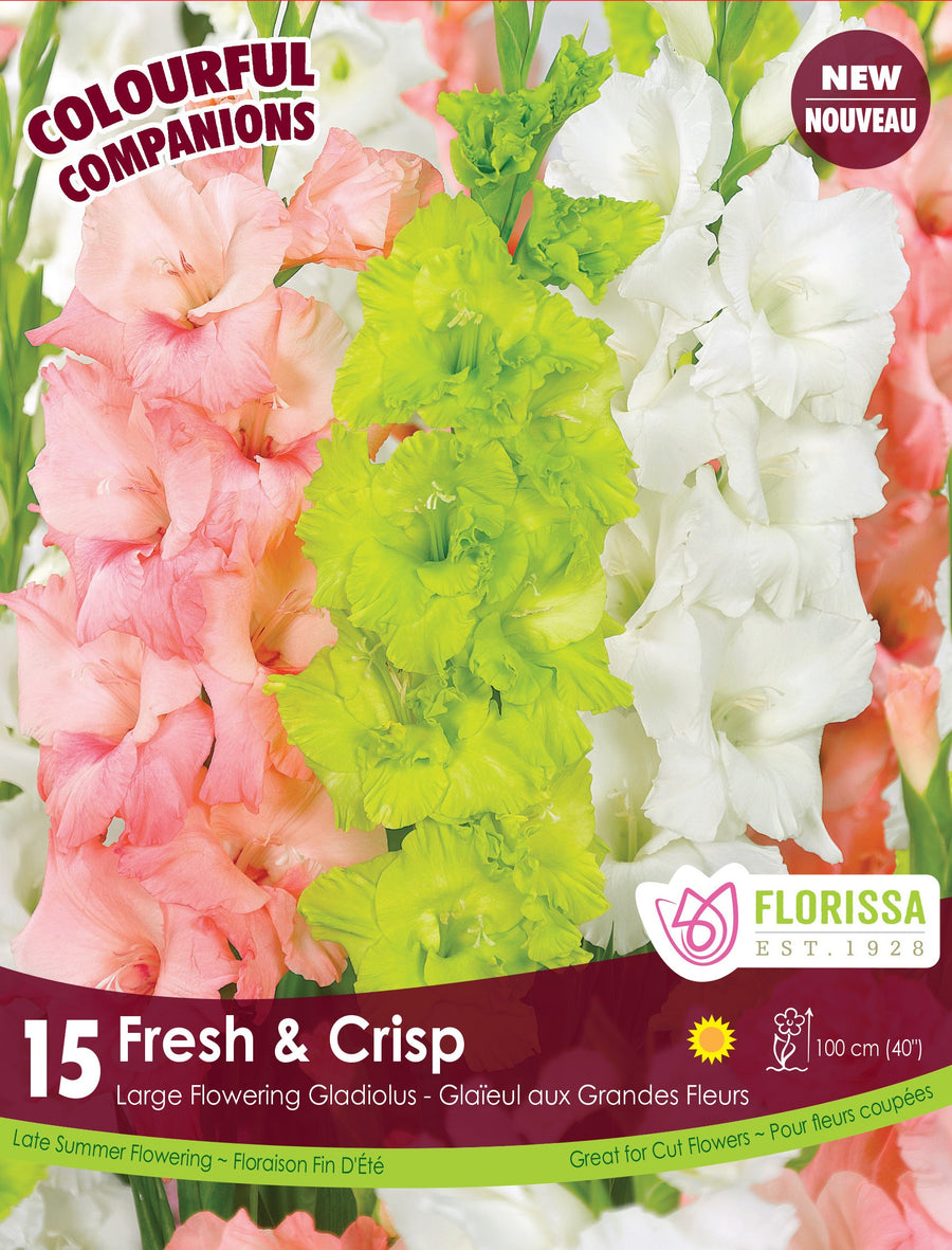 Glaïeul ‘Fresh & Crisp’ ( Gladiolus ) : des épis de glaïeuls blancs, vert clair et rose saumon. Le visuel Florissa présente la plante et son nom dans la partie inférieure de l’étiquette. La photographie occupe presque toute la surface, tandis que le bandeau du bas rassemble les indications du produit. Cette vue permet de reconnaître son apparence et de distinguer la variété présentée.