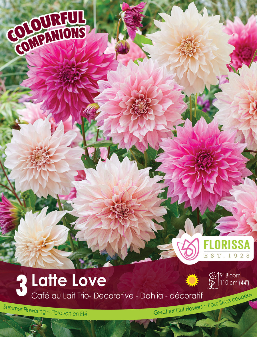 Harmonie ‘Latte Love’ (<em>Dahlia</em> groupe Dinnerplate)