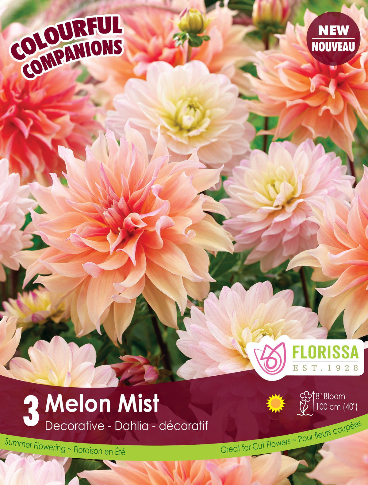 Composition de dahlias ‘Melon Mist’ ( Dahlia ) : des dahlias doubles dans des tons pêche, crème et rose doux. Le visuel Florissa présente la plante et son nom dans la partie inférieure de l’étiquette. La photographie occupe presque toute la surface, tandis que le bandeau du bas rassemble les indications du produit. Cette vue permet de reconnaître son apparence et de distinguer la variété présentée.