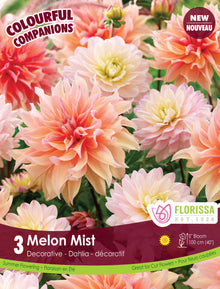 Composition de dahlias ‘Melon Mist’ ( Dahlia ) : des dahlias doubles dans des tons pêche, crème et rose doux. Le visuel Florissa présente la plante et son nom dans la partie inférieure de l’étiquette. La photographie occupe presque toute la surface, tandis que le bandeau du bas rassemble les indications du produit. Cette vue permet de reconnaître son apparence et de distinguer la variété présentée.