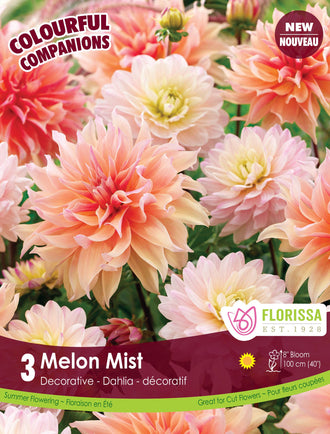 Composition de dahlias ‘Melon Mist’ ( Dahlia ) : des dahlias doubles dans des tons pêche, crème et rose doux. Le visuel Florissa présente la plante et son nom dans la partie inférieure de l’étiquette. La photographie occupe presque toute la surface, tandis que le bandeau du bas rassemble les indications du produit. Cette vue permet de reconnaître son apparence et de distinguer la variété présentée.