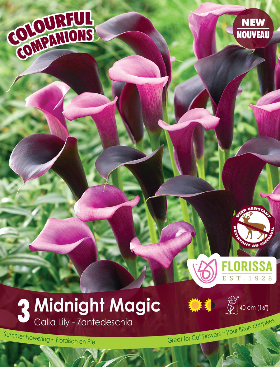 Harmonie florale de callas ‘Midnight Magic’ ( Zantedeschia ) – 3 rhizomes : des spathes de callas roses et pourpre très foncé au-dessus du feuillage. Le visuel Florissa présente la plante et son nom dans la partie inférieure de l’étiquette. La photographie occupe presque toute la surface, tandis que le bandeau du bas rassemble les indications du produit. Cette vue permet de reconnaître son apparence et de distinguer la variété présentée.