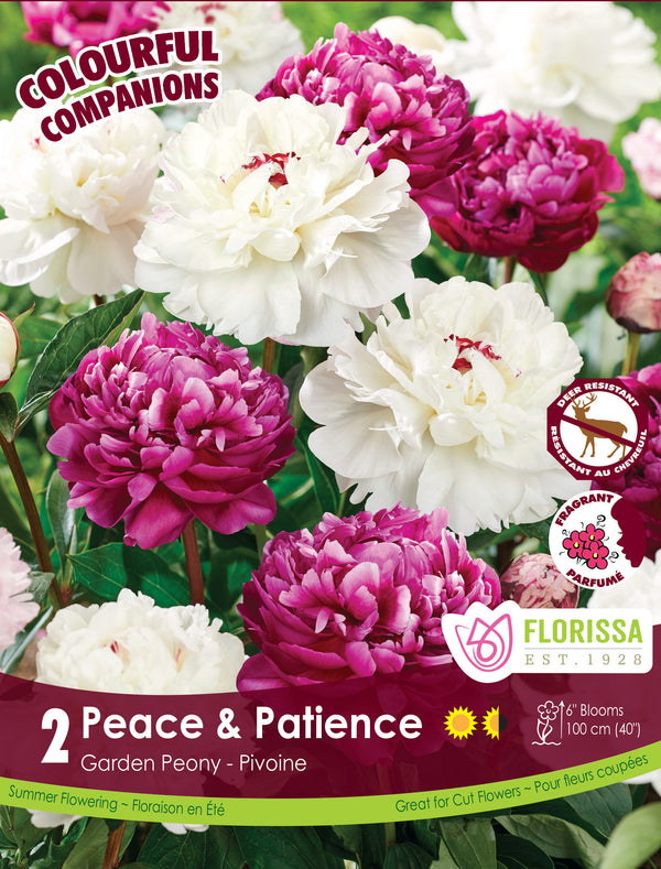 Harmony 'Peace &amp; Patience'