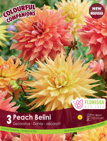 Composition de dahlias ‘Peach Bellini’ ( Dahlia ) : des dahlias doubles jaune pâle, abricot et orange. Le visuel Florissa présente la plante et son nom dans la partie inférieure de l’étiquette. La photographie occupe presque toute la surface, tandis que le bandeau du bas rassemble les indications du produit. Cette vue permet de reconnaître son apparence et de distinguer la variété présentée.