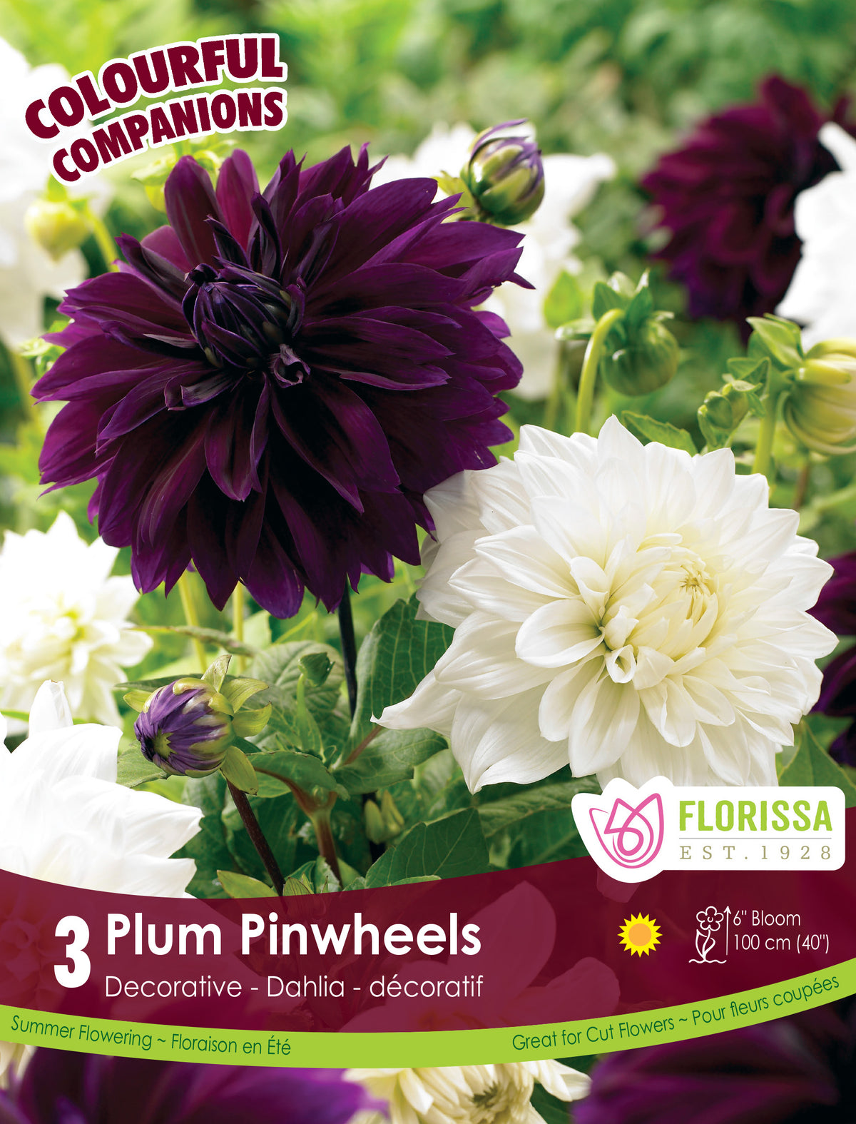 Harmonie ‘Plum Pinwheels’ ( Dahlia ) : des dahlias doubles pourpre foncé associés à des fleurs crème. Le visuel Florissa présente la plante et son nom dans la partie inférieure de l’étiquette. La photographie occupe presque toute la surface, tandis que le bandeau du bas rassemble les indications du produit. Cette vue permet de reconnaître son apparence et de distinguer la variété présentée.