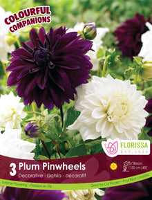 Harmonie ‘Plum Pinwheels’ ( Dahlia ) : des dahlias doubles pourpre foncé associés à des fleurs crème. Le visuel Florissa présente la plante et son nom dans la partie inférieure de l’étiquette. La photographie occupe presque toute la surface, tandis que le bandeau du bas rassemble les indications du produit. Cette vue permet de reconnaître son apparence et de distinguer la variété présentée.