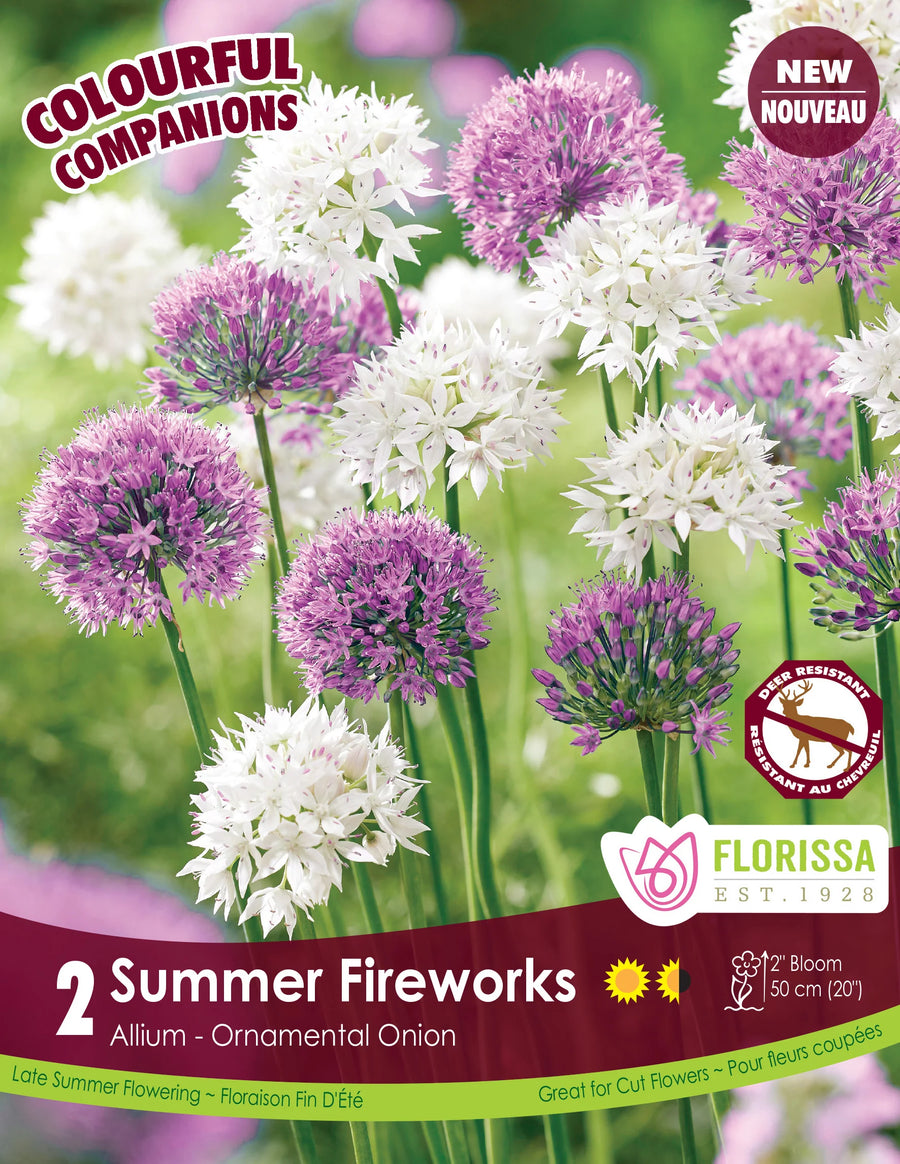 Allium Summer Fireworks