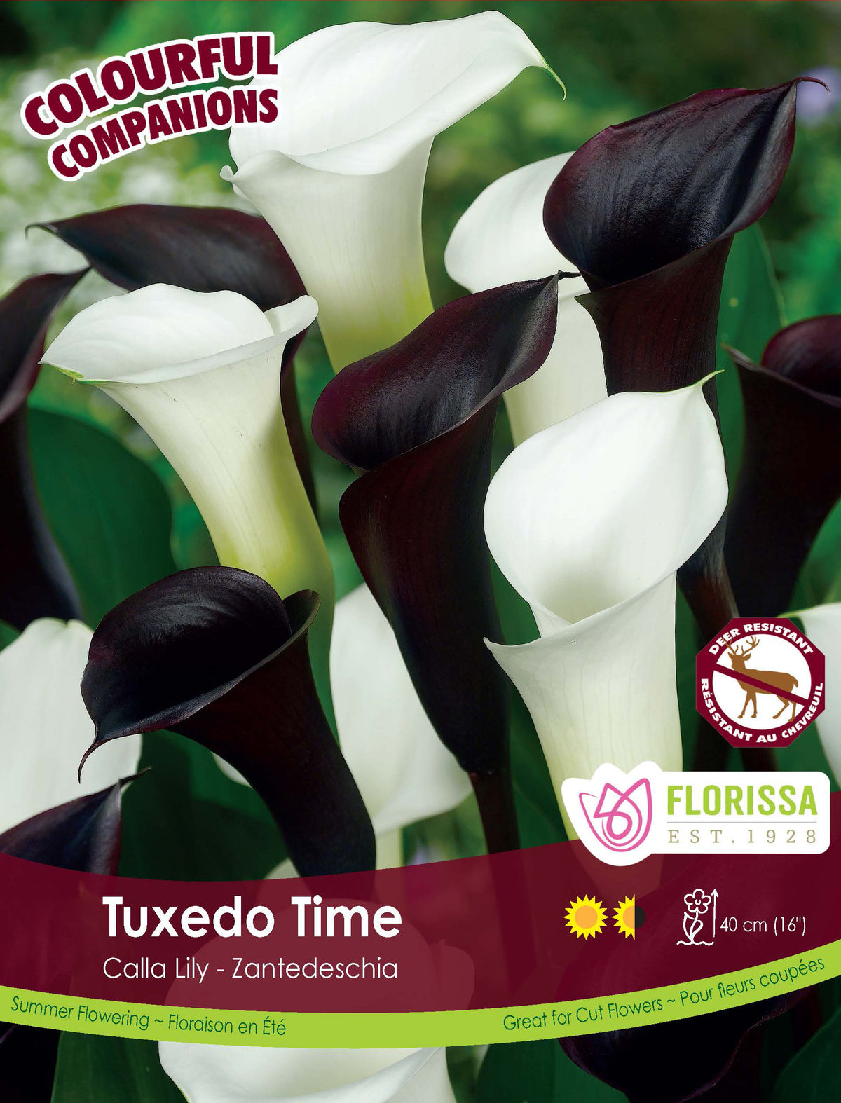 Harmonie ‘Tuxedo Time’ ( Zantedeschia , mélange) : des callas blancs et pourpre presque noir aux spathes dressées. Le visuel Florissa présente la plante et son nom dans la partie inférieure de l’étiquette. La photographie occupe presque toute la surface, tandis que le bandeau du bas rassemble les indications du produit. Cette vue permet de reconnaître son apparence et de distinguer la variété présentée.