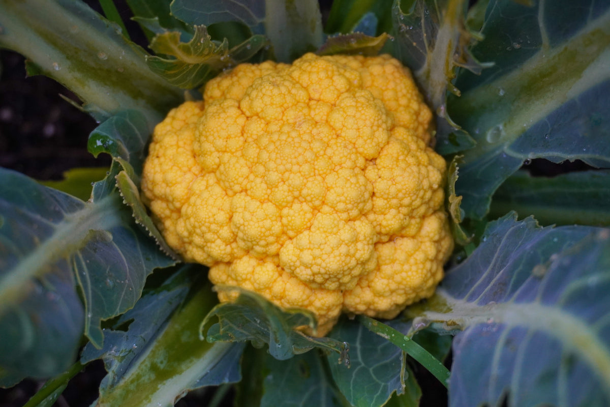 Une pomme orange de chou-fleur Clementine apparaît au centre de feuilles bleu-vert. Les fleurettes serrées forment un dôme arrondi à surface finement granuleuse. Les nervures pâles des feuilles rayonnent autour de la pomme, avec quelques gouttelettes visibles. Le cadrage rapproché met en évidence le contraste entre la couleur orange et le feuillage sombre.