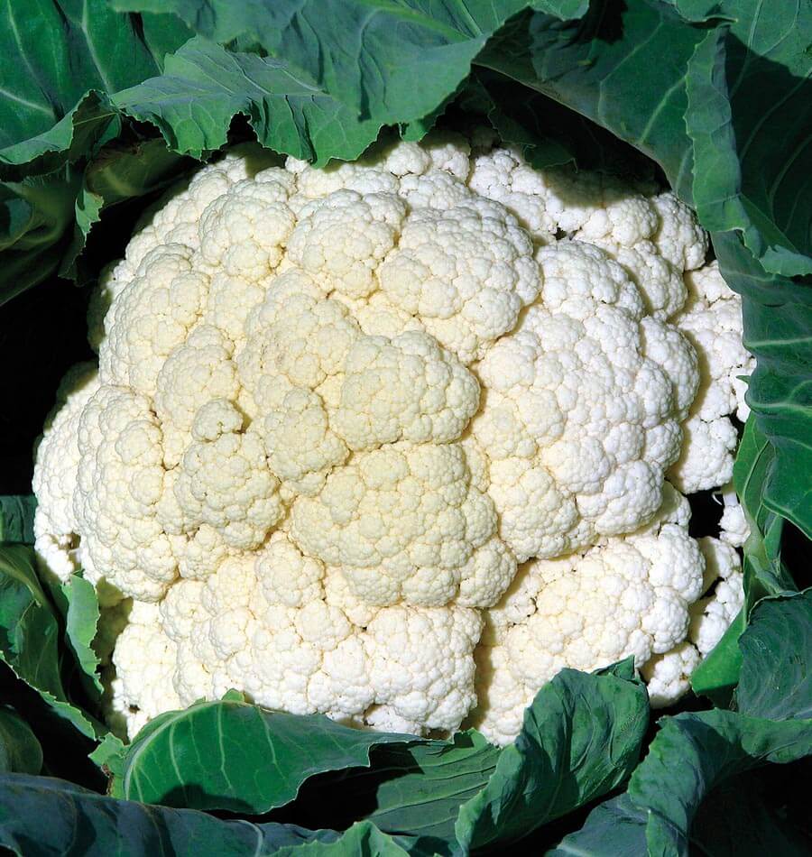 Une pomme blanche de chou-fleur Amazing apparaît au centre de grandes feuilles vert foncé. Les fleurettes serrées forment une surface bombée et finement granuleuse, éclairée par endroits. Les feuilles aux nervures claires entourent le pourtour et créent des zones d’ombre. Le cadrage rapproché montre surtout la pomme et son feuillage protecteur.