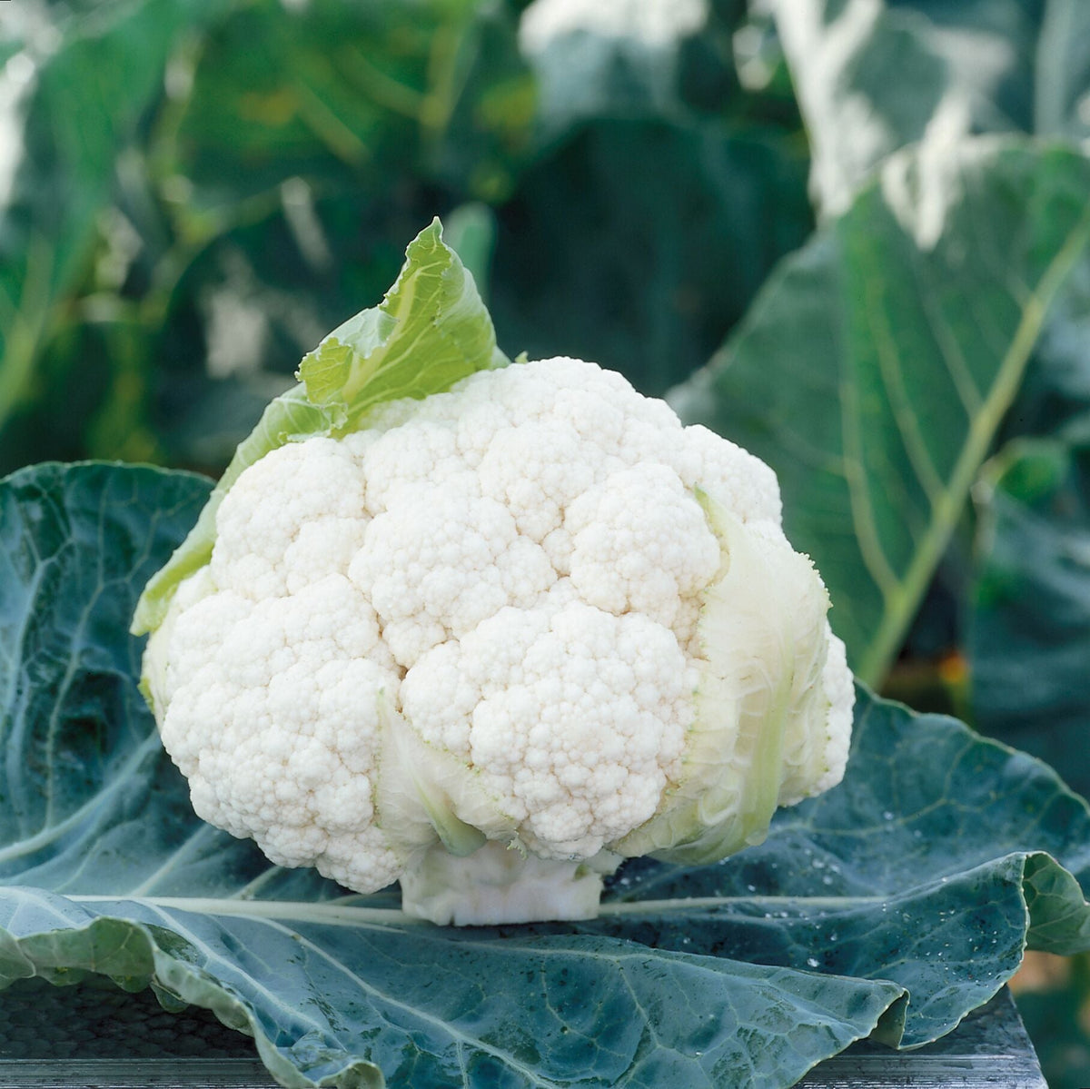 Une pomme blanche de chou-fleur Clarify est présentée sur de grandes feuilles bleu-vert. Les fleurettes arrondies et serrées forment un dôme, entouré de quelques feuilles plus pâles. Une courte base de tige est visible sous la pomme. Des gouttelettes et de petites marques apparaissent sur les feuilles du premier plan, devant un fond végétal flou.