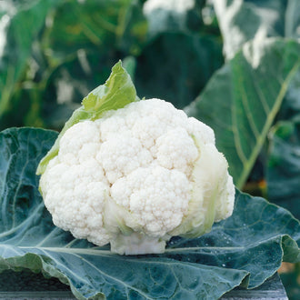 Une pomme blanche de chou-fleur Clarify est présentée sur de grandes feuilles bleu-vert. Les fleurettes arrondies et serrées forment un dôme, entouré de quelques feuilles plus pâles. Une courte base de tige est visible sous la pomme. Des gouttelettes et de petites marques apparaissent sur les feuilles du premier plan, devant un fond végétal flou.