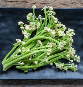 Des bouquets de Fioretto 60 reposent sur une assiette noire rectangulaire posée sur du bois. De longues tiges vert clair, fines et ramifiées, portent de petites fleurettes blanches à leur extrémité. Les bouquets se chevauchent et s’étalent en éventail. Plusieurs bases coupées sont visibles dans le bas gauche du cadrage rapproché.