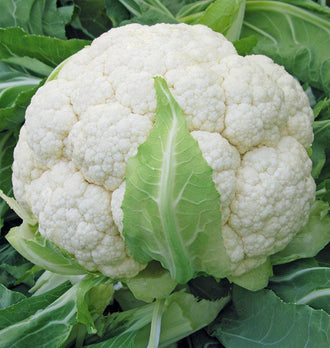 Une pomme blanche de chou-fleur Skywalker est entourée de grandes feuilles vertes. Les fleurettes serrées forment une surface arrondie et finement granuleuse. Une feuille vert clair aux nervures pâles remonte devant le centre de la pomme. Le feuillage plus foncé remplit les bords du cadrage, avec des tiges claires visibles dans le bas.