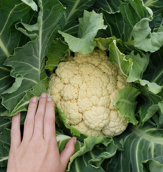 Une pomme crème de chou-fleur Walcheren Winter apparaît parmi de grandes feuilles vertes aux nervures claires. Une main écarte le feuillage à gauche pour montrer les fleurettes serrées et arrondies. Quelques feuilles plus pâles se replient au-dessus de la pomme. Le cadrage rapproché est rempli par la récolte et son feuillage abondant.