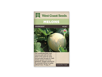 Sachet beige de semences Divergent avec bandeau vert pâle et nom sur fond brun. La photo montre un melon arrondi jaune clair, à peau brodée, encore attaché au plant. Des tiges, des vrilles et de grandes feuilles vertes l'entourent. Un autre fruit plus sombre apparaît derrière. Le logo biologique canadien est visible en haut à droite.
