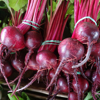 Photo de Betterave ‘Detroit Dark Red’ — Ferme Tourne-Sol. Cette vue présente l’aspect de la variété et permet de repérer sa forme ainsi que ses couleurs. Elle accompagne la fiche du produit et aide à reconnaître cette sélection parmi les variétés proposées pour le jardin et le potager. Les détails visibles complètent les renseignements écrits dans cette fiche.