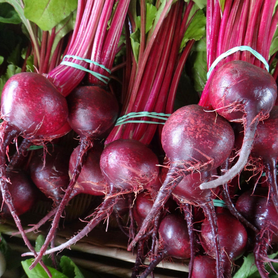 Photo de Betterave ‘Detroit Dark Red’ — Ferme Tourne-Sol. Cette vue présente l’aspect de la variété et permet de repérer sa forme ainsi que ses couleurs. Elle accompagne la fiche du produit et aide à reconnaître cette sélection parmi les variétés proposées pour le jardin et le potager. Les détails visibles complètent les renseignements écrits dans cette fiche.