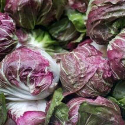 Chicory Radicchio 'Chioggia Variegated'