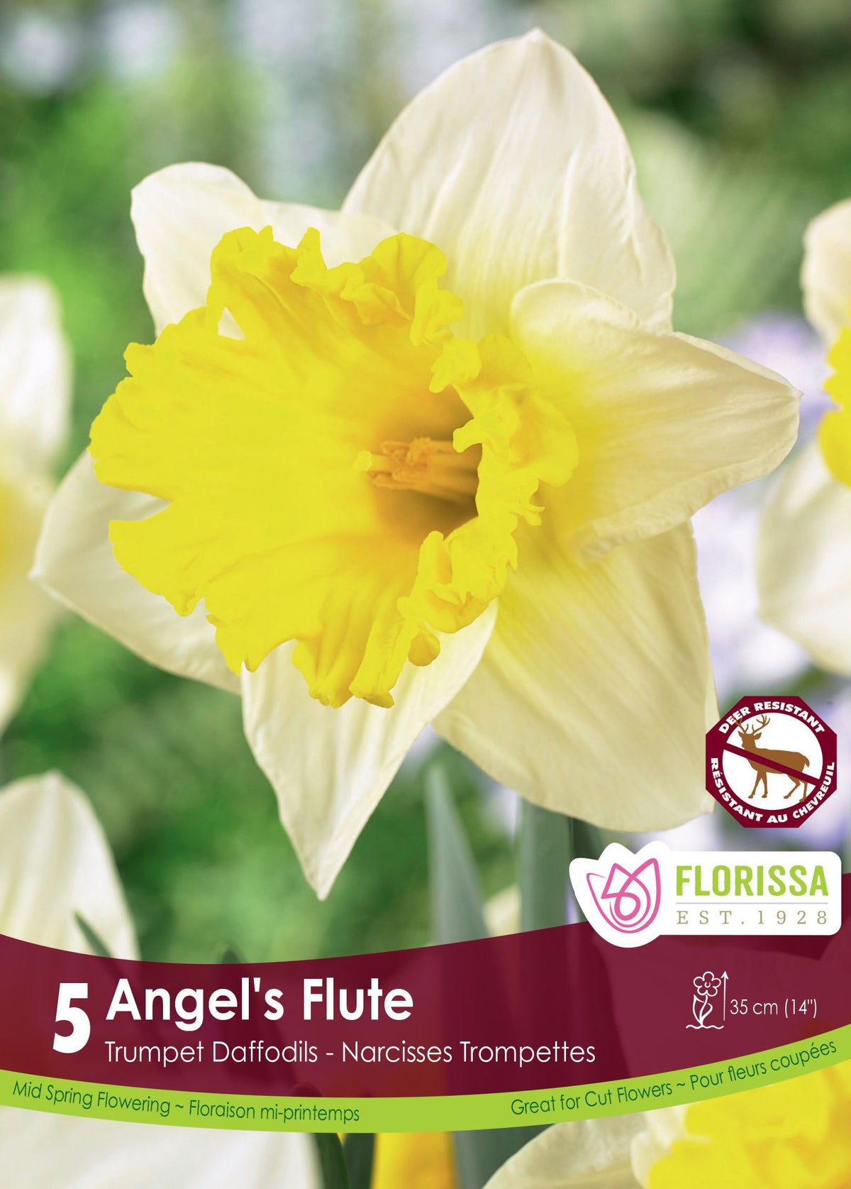 Narcissus Angel's Flute