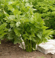 Un plant de céleri Victoria pousse dans une terre brune au premier plan. Les côtes vertes dressées se regroupent à la base sous de grandes feuilles découpées, éclairées par le soleil. Un voile blanc est posé sur le sol à droite du plant, et d’autres feuillages verts occupent l’arrière-plan de la photo.