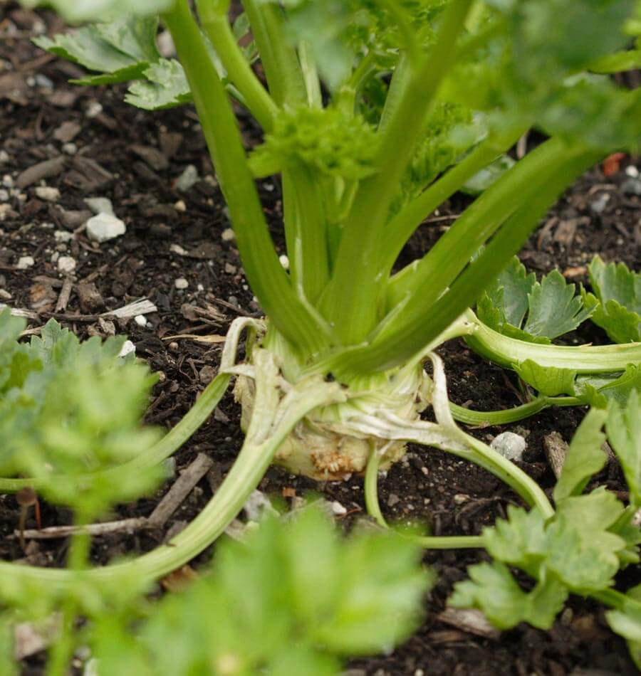 Un céleri-rave Brilliant pousse dans une terre sombre mêlée de petits débris végétaux. Sa base renflée et pâle apparaît au niveau du sol, sous des pétioles verts dressés. Quelques feuilles extérieures s’écartent autour de la base. Le feuillage plus proche de l’objectif est flou dans le bas et sur les côtés de la photo.