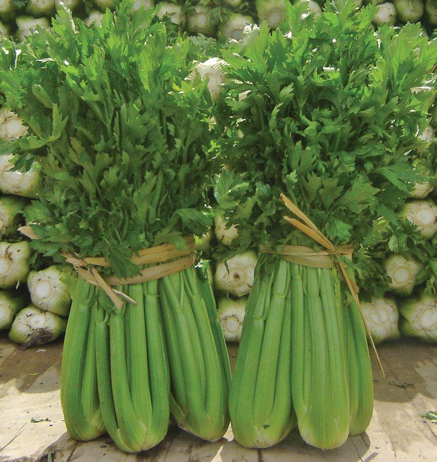 Deux bottes de céleri Tango sont posées debout sur une surface de bois. Leurs larges côtes vertes sont réunies par des liens beiges sous un feuillage dense et découpé. À l’arrière-plan, de nombreuses bases de céleris coupées forment un empilement, avec des sections pâles et arrondies visibles entre les deux bottes.