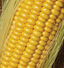 Gros plan d’un épi de maïs Golden Jubilee aux grains jaune doré, disposés en rangées serrées. L’épi traverse l’image en diagonale et ses enveloppes vert pâle sont écartées autour des grains. Des soies fines apparaissent près des bords, sur un arrière-plan clair et doux qui laisse le maïs occuper presque tout le cadre.