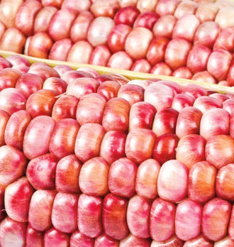 Gros plan de deux épis de maïs Pink Popcorn aux grains roses, rouges et crème rosé. Les grains allongés et brillants sont disposés en rangées serrées, avec de légères variations de teinte. Une fine bande d’enveloppe jaune pâle sépare les épis. Le cadrage très rapproché remplit presque toute l’image de grains colorés et de leur texture lisse.