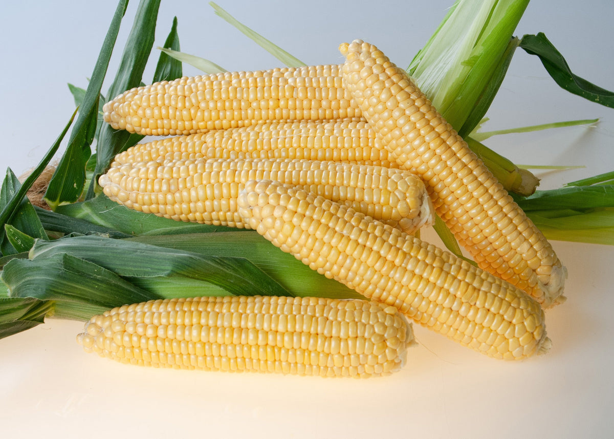 Des épis de maïs Equinox aux grains jaunes sont empilés sur un fond blanc. Un épi traverse le premier plan et un autre se dresse en diagonale vers le bord droit. Les enveloppes vertes largement ouvertes encadrent les rangées de grains brillants. Quelques soies pâles restent visibles entre les épis photographiés de près.