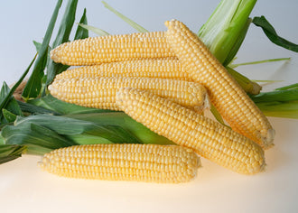 Des épis de maïs Equinox aux grains jaunes sont empilés sur un fond blanc. Un épi traverse le premier plan et un autre se dresse en diagonale vers le bord droit. Les enveloppes vertes largement ouvertes encadrent les rangées de grains brillants. Quelques soies pâles restent visibles entre les épis photographiés de près.