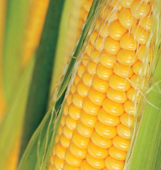 Gros plan d’un épi de maïs Golden Bantam aux gros grains jaunes, disposés en rangées visibles. L’épi occupe surtout la partie droite de la photographie et s’incline légèrement. Des enveloppes vertes ouvertes et de fines soies pâles bordent les grains. L’arrière-plan jaune et vert reste flou autour de cette récolte photographiée de près.