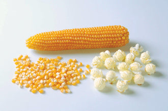 Un épi de maïs Caramel Crisp Popcorn jaune doré est posé horizontalement sur un fond blanc. Devant lui, un petit tas de grains secs apparaît à gauche, tandis que plusieurs morceaux de maïs éclaté blancs et arrondis sont disposés à droite. La photographie présente ensemble l’épi entier, les grains détachés et leur aspect après éclatement.