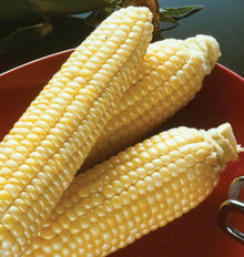 Trois épis de maïs Sugar Buns aux grains jaune pâle sont posés sur une grande assiette rouge. Deux épis se croisent à l’arrière et un autre traverse le premier plan. Les grains arrondis brillent sous la lumière, avec de petites irrégularités près des pointes. Des enveloppes vert foncé apparaissent au fond de la photographie.