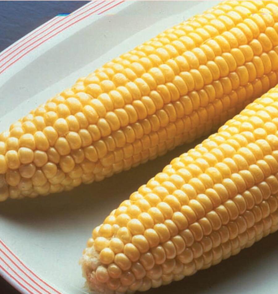 Deux épis de maïs Bodacious aux grains jaunes reposent en diagonale sur une assiette blanche bordée de fines lignes rouges. Le cadrage rapproché montre les rangées de grains arrondis et brillants. L’épi du premier plan présente sa pointe vers le bas à gauche, tandis que le second traverse la partie supérieure de l’assiette.