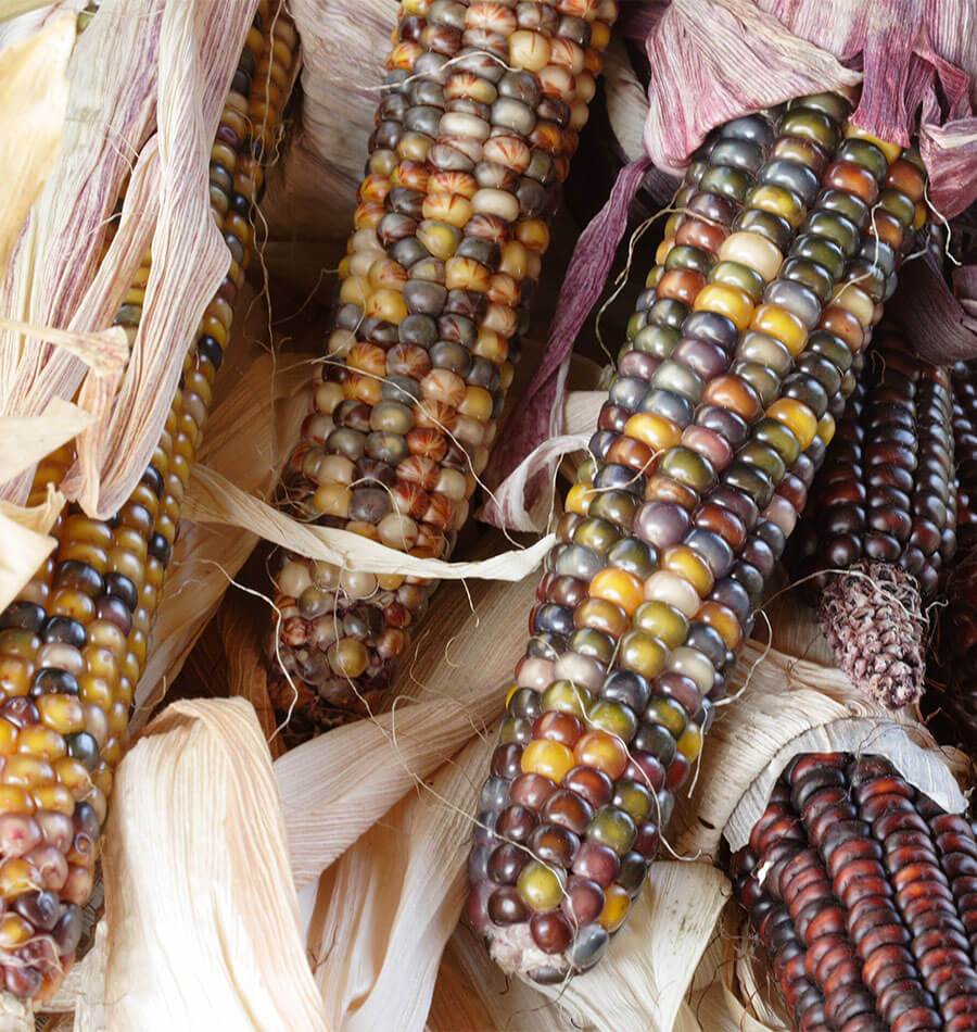 Plusieurs épis de maïs Calico Popcorn sont regroupés parmi des enveloppes sèches crème et pourpres. Les grains montrent un mélange de jaune, brun, rouge, bleu-gris et violet foncé. Un épi traverse le centre en diagonale, tandis que d’autres apparaissent derrière lui. Des soies fines et des enveloppes froissées soulignent la texture de cette récolte colorée.