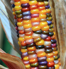 Gros plan d’un épi de maïs Glass Gem aux grains lisses et brillants, mêlant jaune, orange, rouge, blanc, vert et violet. Les couleurs alternent le long de rangées serrées. Des enveloppes sèches brun clair s’écartent autour de l’épi et quelques soies fines traversent les grains. Le fond est flou, laissant ressortir les reflets de la récolte.