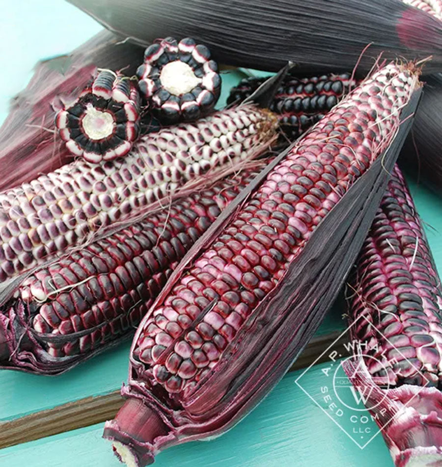 Plusieurs épis de maïs Double Red aux grains rouges et pourpres sont regroupés sur un fond turquoise. Des enveloppes très foncées, teintées de rouge, entourent les épis ouverts. Deux sections coupées montrent leur centre clair. Des soies fines traversent les grains brillants et un marquage blanc de semencier apparaît dans le bas à droite de l’image.