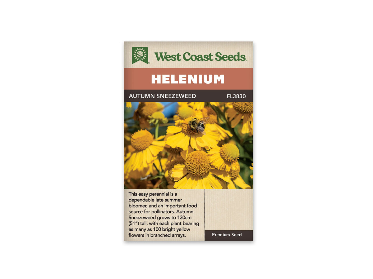Sachet Autumn Sneezeweed de West Coast Seeds sur fond blanc. La photo montre un bourdon posé sur une fleur jaune à centre bombé, parmi plusieurs capitules jaunes. Les rayons larges et échancrés entourent des cœurs dorés arrondis. Le bandeau orange indique Helenium; la bande brune porte Autumn Sneezeweed et le code FL3830.
