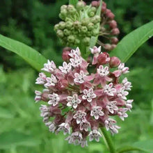 Image officielle de Asclépiade commune, Asclepias syriaca, associée au petit sachet de semences.