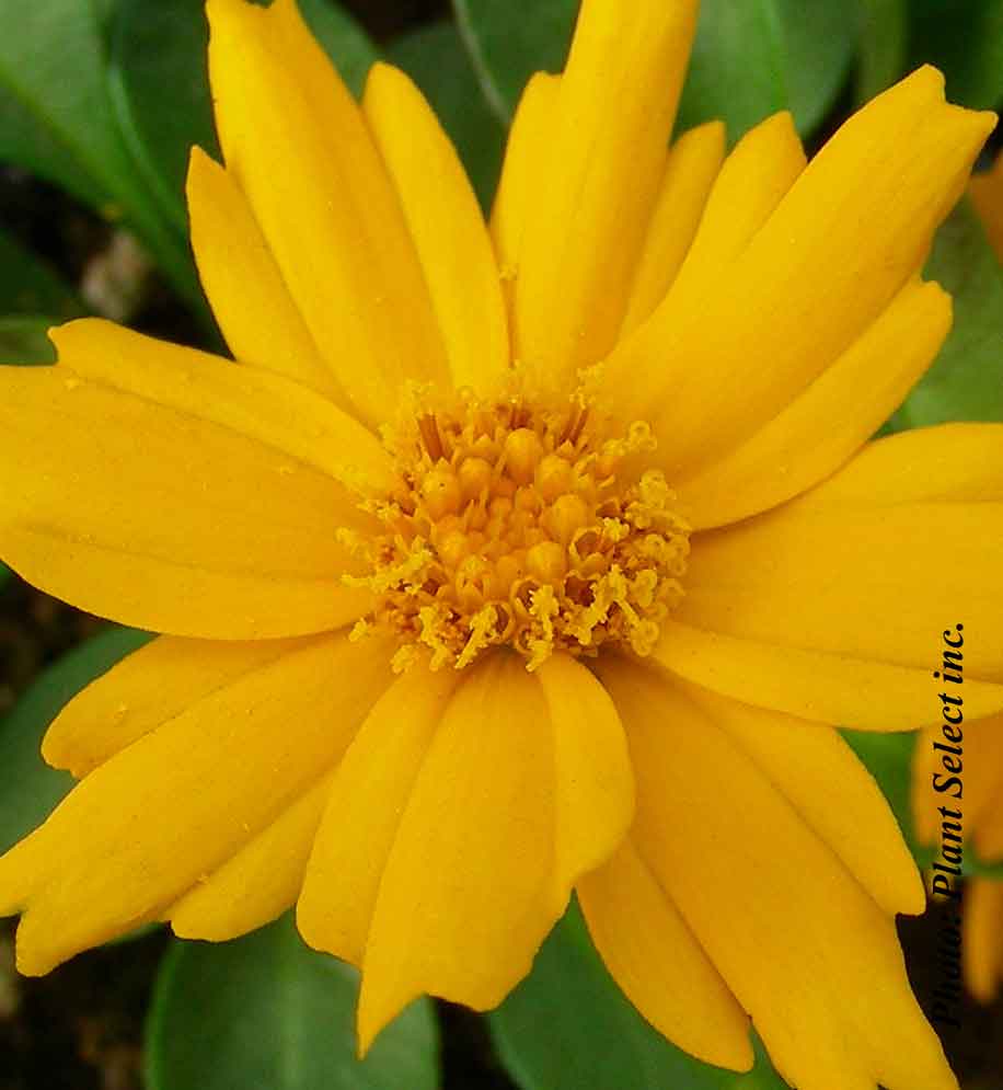 Coréopsis ‘Nana’ — Coreopsis auriculata
