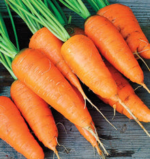 Carottes Kuroda Nova étalées sur des planches de bois gris. Les racines orange sont larges près des fanes et se rétrécissent vers des pointes fines. De petites radicelles pâles et des lignes horizontales marquent leur surface. Les tiges vertes remontent vers le haut de l’image, tandis que plusieurs carottes se chevauchent au centre et sur les côtés.