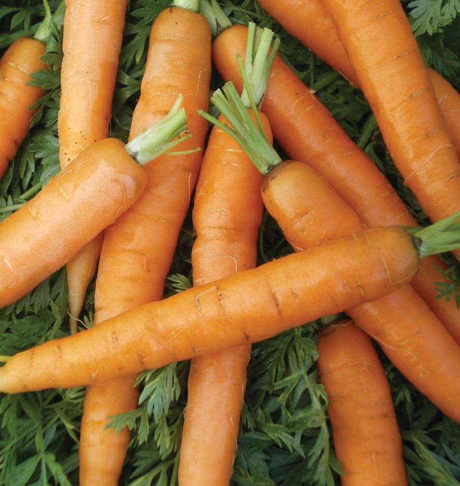 Carottes Little Fingers disposées sur un fond de fanes vertes. Les racines orange sont courtes et allongées, avec des épaules arrondies et de fines lignes sur la surface. Plusieurs conservent de courts morceaux de tiges vert clair. Les carottes se croisent dans différentes directions, tandis que le feuillage découpé apparaît dans les espaces entre les racines.