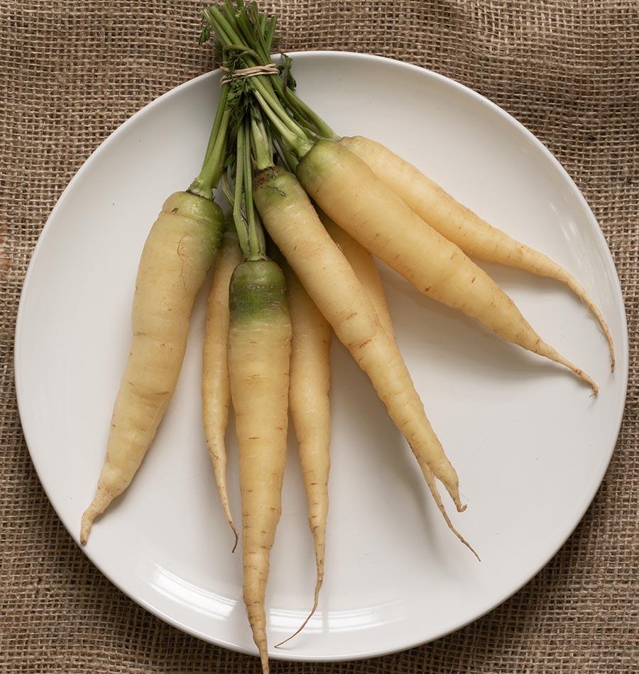 Une botte de carottes White Satin crème est posée dans une grande assiette blanche sur une toile brune. Les racines effilées présentent des épaules verdâtres, de fines lignes et quelques marques de terre. Les tiges vertes coupées sont réunies par un lien clair. Plusieurs longues extrémités minces descendent vers le bord de l’assiette.