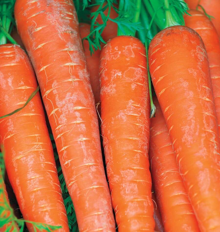 Carottes Bolero orange réunies en gros plan avec quelques fanes vertes entre les racines. Leur surface présente de fines lignes pâles, de petites radicelles et des marques claires. Les carottes allongées se chevauchent légèrement et remplissent presque tout le cadrage. Les épaules arrondies apparaissent vers le haut, tandis que les racines descendent vers le bas de l’image.