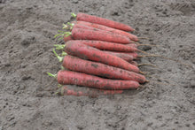 Carottes Red Sun rouge rosé disposées en rang sur une terre grise et meuble. Les racines allongées portent des traces de sol, de fines lignes pâles et de petites radicelles. De courts départs de tiges vertes apparaissent du côté gauche. Les extrémités minces se prolongent vers la droite, avec quelques racines partiellement superposées.